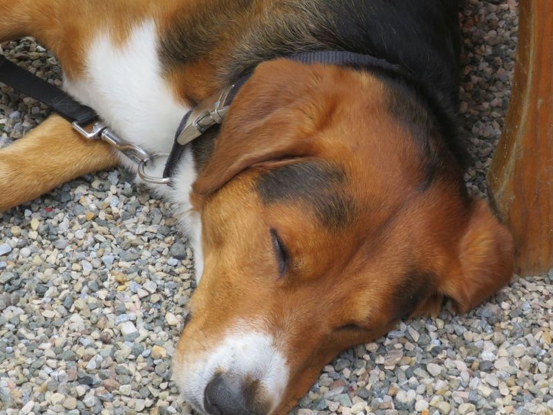 IMG 1795a verkleinert IMG 1795a verkleinert